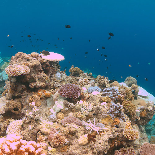Bleached coral reefs can still help improve food security*January 2022: According to a new study led by researchers at the UK’s Lancaster University, there is unexpected hope for millions as bleached coral reefs continue to supply nutritious seafood