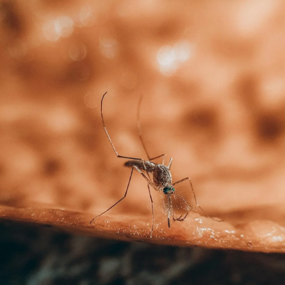 How mosquitoes hear may inspire new ways to detect natural hazards*March 2025: A team from Purdue University researched mosquito antennae to better understand their sensitivity to vibrations, allowing them to quickly detect and respond to natural disasters