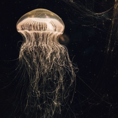 Embracing the jellyfish: HILP events, risk agnosticism, and stress-testing resilience*What do we call events that defy expectations, overwhelm systems, and leave little time to react? Gianluca Pescaroli takes a look