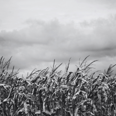 Food production plunges in nuclear winter: New study finds*August 2025: The effects of nuclear war go beyond the initial explosions. A study by researchers from Penn State University show nuclear war could slash global corn production by up to 87 per cent, urging people to prepare agricultural resilience kits