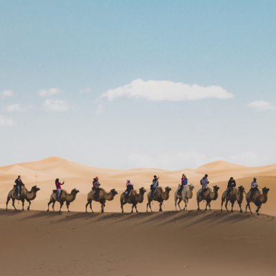 Are camels the secret to fighting antibiotic resistance?*March 2026: Researchers at Sultan Qaboos University, Oman, discovered that natural peptides from camels can kill dangerous bacteria, including antibiotic-resistant strains, without harming human blood cells