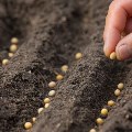 Improving seed resilience