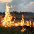 Can fuel treatment reduce wildfire risk?